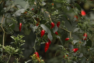 ليفربولناديكرةالقدمالإنجليزيالعريقالذييخطفالأنظار